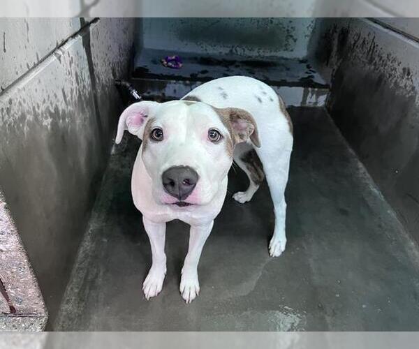 Medium Photo #2 Mutt Puppy For Sale in Pasadena, CA, USA