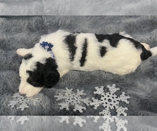 Medium Photo #3 Bernedoodle Puppy For Sale in CLEVELAND, TN, USA