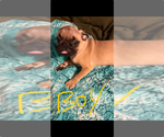 Small #9 Pug