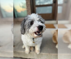 Mutt Dogs for adoption in Sandy, UT, USA