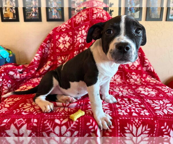 Medium Photo #10 American Staffordshire Terrier-Unknown Mix Puppy For Sale in OKLAHOMA CITY, OK, USA