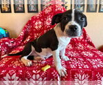 Small Photo #10 American Staffordshire Terrier-Unknown Mix Puppy For Sale in OKLAHOMA CITY, OK, USA