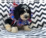 Small Photo #6 Cavapoo Puppy For Sale in EAST EARL, PA, USA