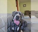 Small Photo #2 American Pit Bull Terrier Puppy For Sale in Derwood, MD, USA
