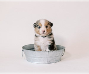 Australian Shepherd Puppy for sale in LA RUE, OH, USA