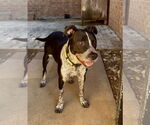 Small #10 Mutt