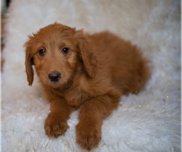 Medium Photo #3 Goldendoodle-Poodle (Standard) Mix Puppy For Sale in NORTH VERNON, IN, USA