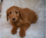 Small Photo #3 Goldendoodle-Poodle (Standard) Mix Puppy For Sale in NORTH VERNON, IN, USA