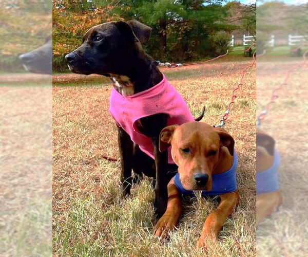 Medium Photo #2 Mutt Puppy For Sale in Boonton, NJ, USA