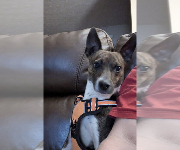 Medium Photo #4 Jack Chi Puppy For Sale in Mooresville, NC, USA