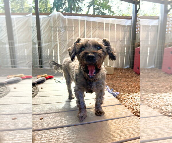 Medium Photo #2 Mutt Puppy For Sale in Sequim, WA, USA