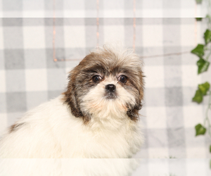 Zuchon Puppy for sale in MARIETTA, GA, USA