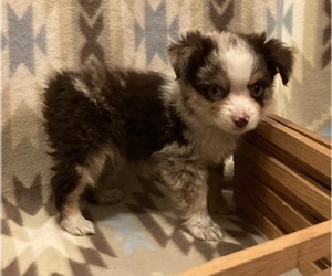 Miniature Australian Shepherd Puppy for sale in FORT MORGAN, CO, USA