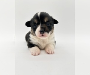 Pembroke Welsh Corgi Puppy for sale in FAIRBANK, IA, USA