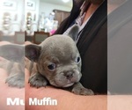 Small #1 French Bulldog