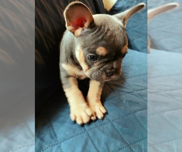 Medium Photo #23 French Bulldog Puppy For Sale in MANHATTAN, NY, USA