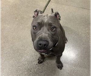 Mutt Dogs for adoption in Globe, AZ, USA