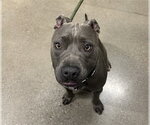 Small Photo #1  Puppy For Sale in , 