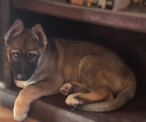 German Shepherd Dog-Siberian Husky Mix Puppy for sale in CRIPPLE CREEK, CO, USA