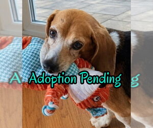 Matty - Male Beagle Dog for Adoption - Photo #4