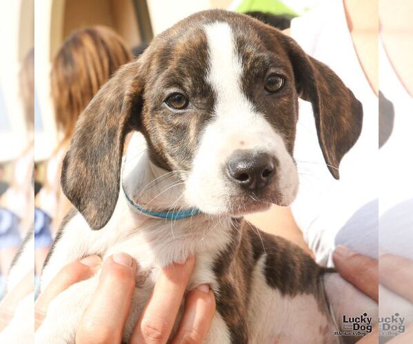 Medium Photo #3 Mutt Puppy For Sale in Washington, DC, USA