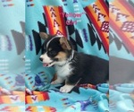 Puppy Yellow Girl Pembroke Welsh Corgi