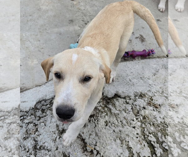 Medium Photo #2 Labrador Retriever Puppy For Sale in Tracy City, TN, USA