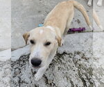 Small #1 Labrador Retriever