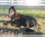 Small #5 German Shepherd Dog Mix