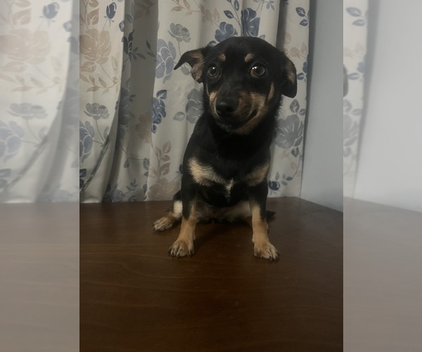 Medium Photo #17 Chihuahua Puppy For Sale in DURHAM, CT, USA