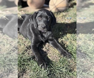 Labrador Retriever Puppy for Sale in KENOSHA, Wisconsin USA