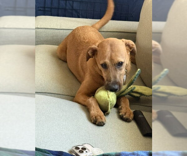 Medium Photo #3 Mutt Puppy For Sale in Woodbury, NY, USA