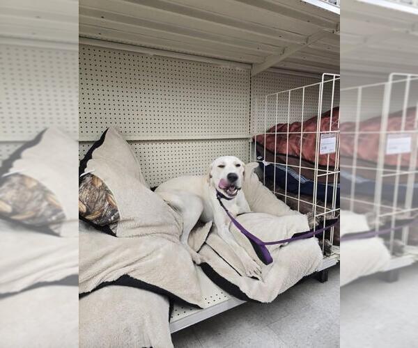 Medium Photo #5 - Mix Puppy For Sale in Kankakee, IL, USA