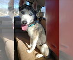 Small #1 Siberian Husky