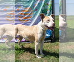 Small #2 Mutt