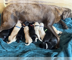 Golden Labrador Litter for sale in COLUMBUS, NJ, USA