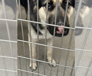 German Shepherd Dog-Unknown Mix Dogs for adoption in Las Vegas, NV, USA