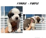 Puppy Purple Saint Bernard
