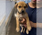 Small #3 Rottweiler Mix