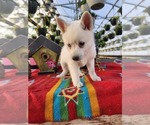 Small #3 Alaskan Klee Kai