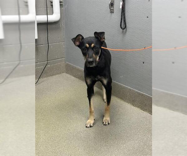 Medium Photo #1 German Shepherd Dog-Unknown Mix Puppy For Sale in Las Vegas, NV, USA