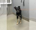 Small German Shepherd Dog Mix