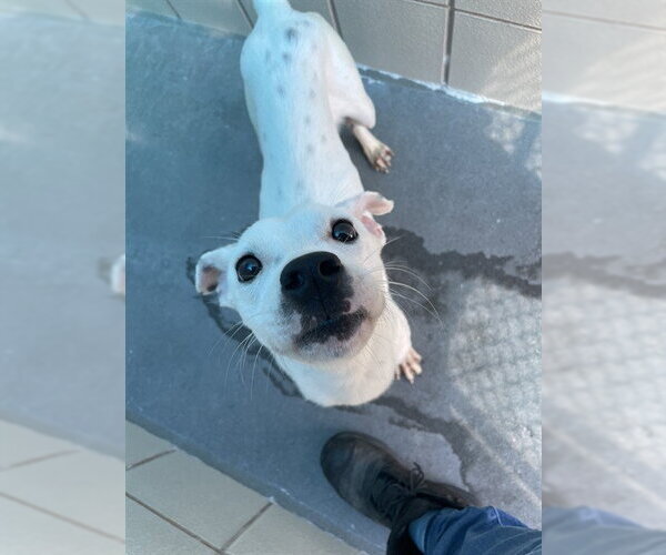 Medium Photo #1 Dalmatian-Unknown Mix Puppy For Sale in Corpus Christi, TX, USA