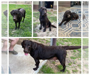 Mother of the Labrador Retriever puppies born on 04/09/2026