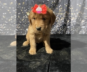 Golden Retriever Puppy for sale in LANCASTER, PA, USA