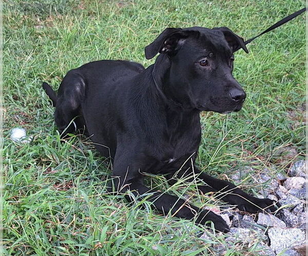 Medium Photo #3 Labrador Retriever-Unknown Mix Puppy For Sale in Wetumpka, AL, USA