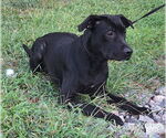 Small #2 Labrador Retriever Mix