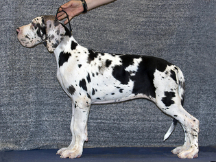 Great Dane Puppy for sale in N BOSTON, NY, USA