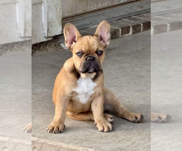 Medium Photo #17 French Bulldog Puppy For Sale in TEMPLE, TX, USA