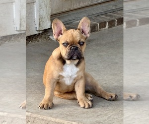 Medium French Bulldog